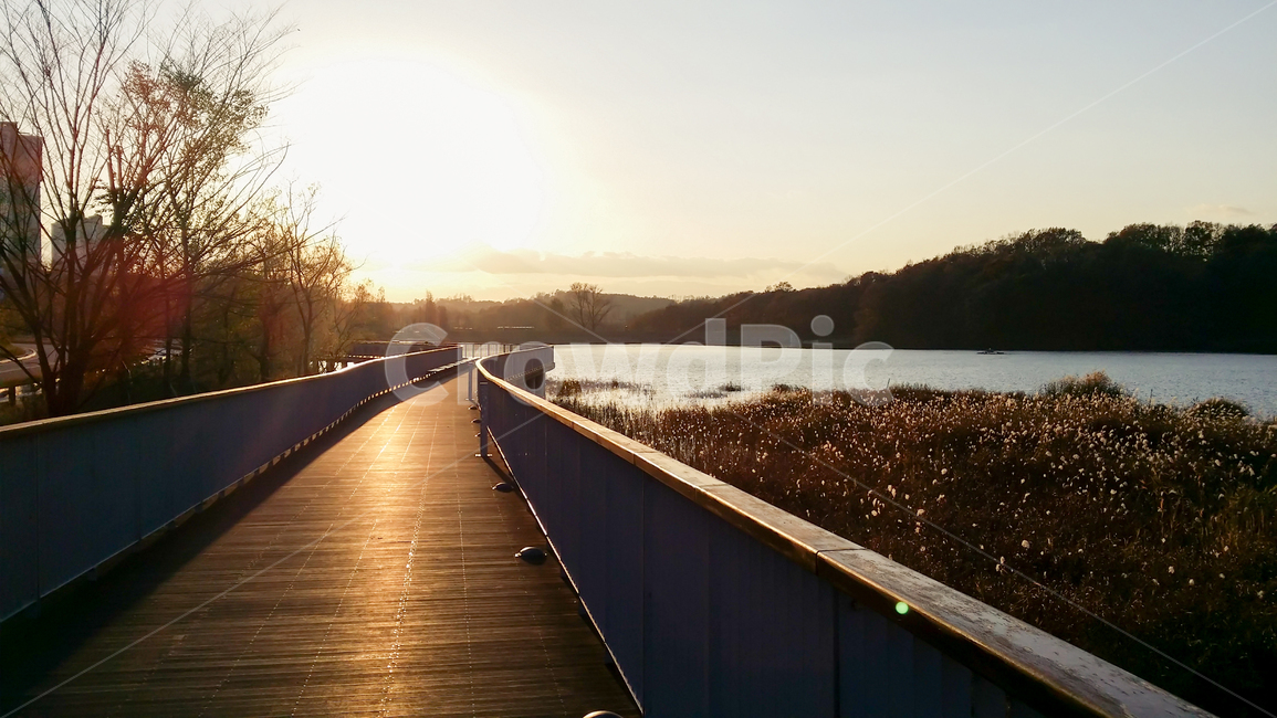 호수,lake,다리,산책로,boardwalk,자연,풍경,nature,landscape