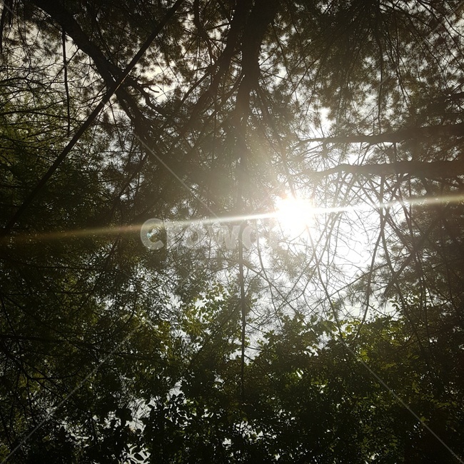 자연,산,나무,풍경,싱그러움,편안한,자연,풍경,nature,landscape,light,빛,flare,플레어