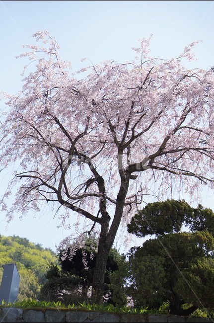 수양벚꽃,봄,핑크,맑음,풍경,봄,계절,spring,season,식물,자연,plants,nature,나무,trees,wood,plant