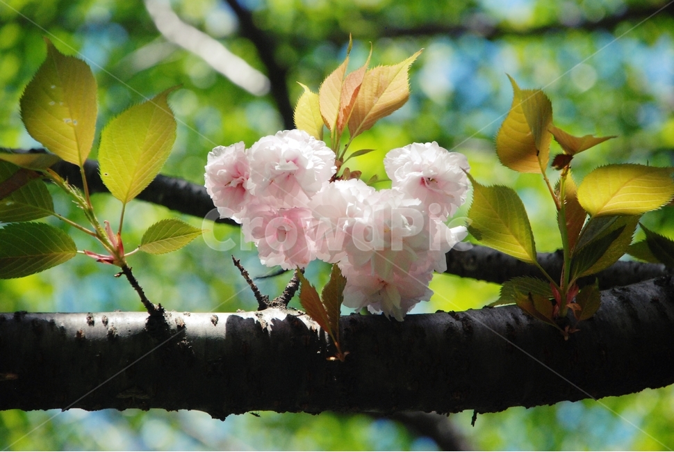 꽃,봄,식물,자연,벚꽃,겹벚꽃,봄,계절,spring,season,식물,자연,plants,nature,꽃,flower,plant