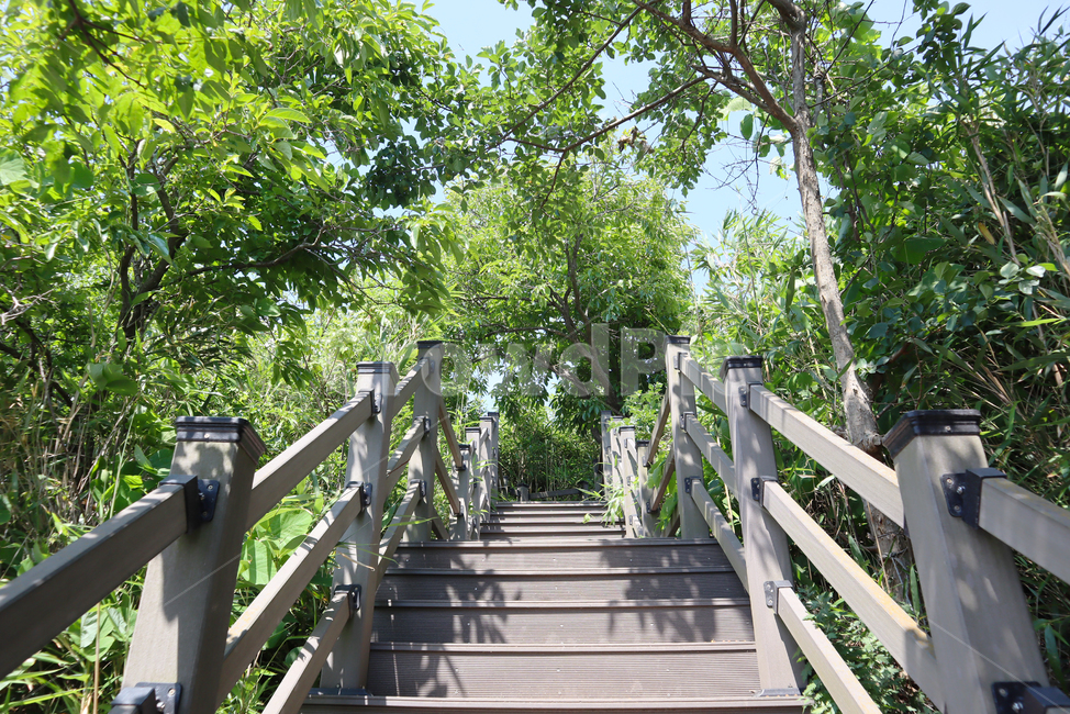 휴양림,수목원,산책,등산,하이킹,계단,자연,옥외,outdoors,garden,난간,자연휴양림,국립공원,공원,park,natural,야외,길,숲,둘레길,옛길,산막이옛길,나들이,휴양,힐링,공기,친환경,환경,피톤치드,자연보호,식목일,여름