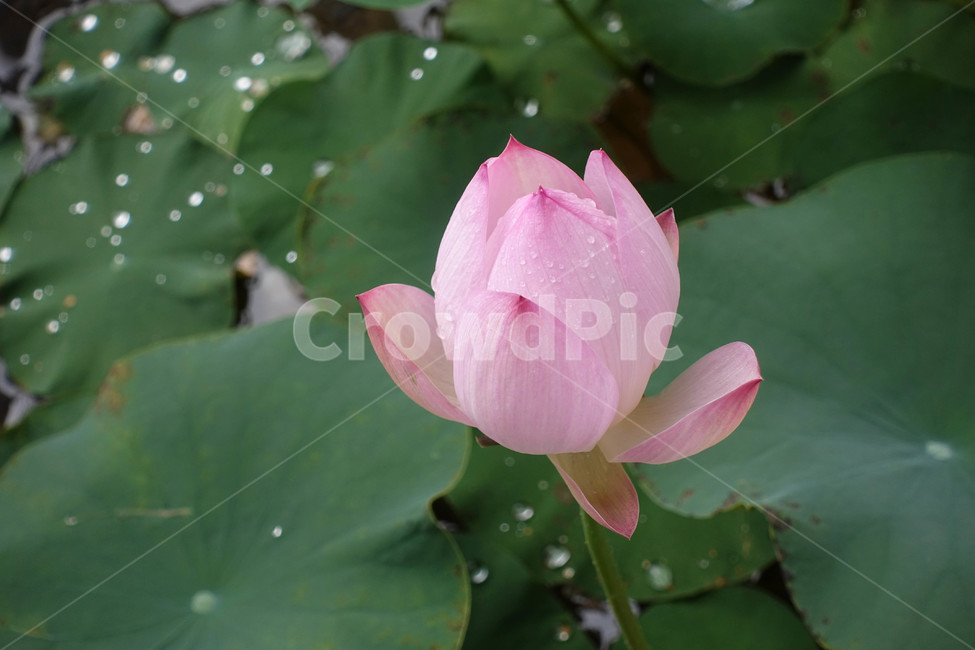 연꽃,연등,사찰,plant,식물,연못백합,pondlily,flower,꽃,식물,자연,plants,nature,꽃,flower