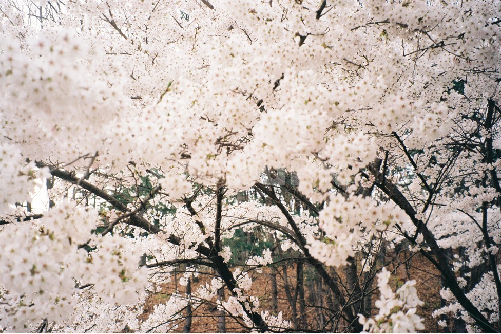 벚꽃,꽃,나무,자연,풍성한꽃,flower