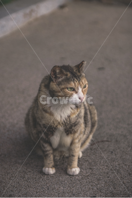 고양이,길냥이,냥이,cat,pet,동물,근엄,무거움,동물,animal,포유류,mammal,고양이,cat,kitten,kitty