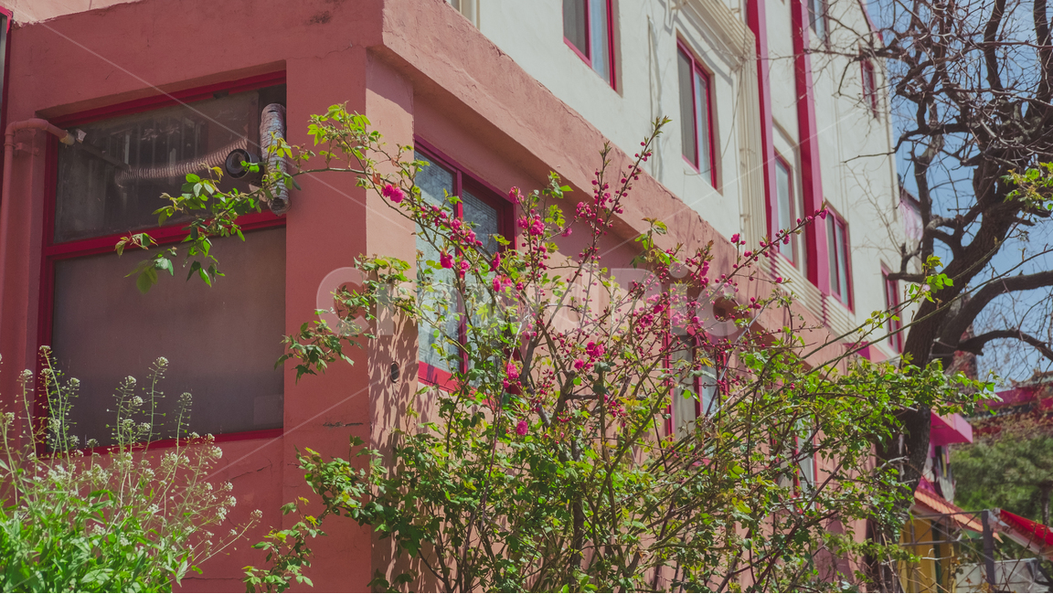 건물,건물외벽,꽃,벽면,동인천,자연,flower,building,wall