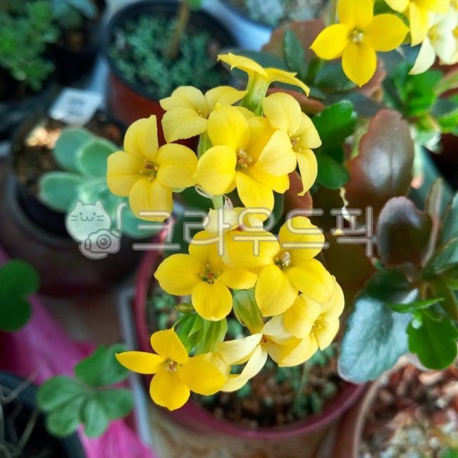 꽃,봄꽃,노랑잎꽃,자연,식물