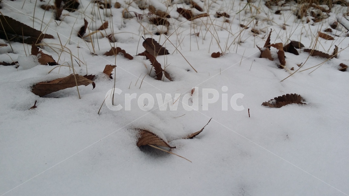 계절,눈,겨울,설경,날씨,하얗다,눈내린풍경,깨끗한풍경,하얀풍경,낙엽,snow,winter,season,흰색,화이트,감성,쌓인눈,겨울,계절,winter,season