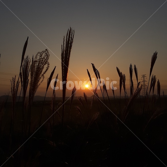 자연,nature,빛,reed,갈대,해질녘