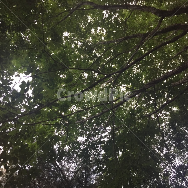 나무,숲,자연,나뭇잎,숲속,힐링
