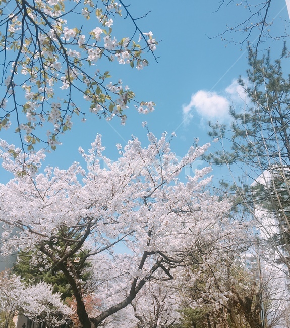 벚꽃,풍경,벚꽃나무,봄,계절,팝콘나무,구름,하늘,꽃나무,나무,tree,flower,봄,계절,spring,season,자연,풍경,nature,landscape,plant,식물,blossom,꽃