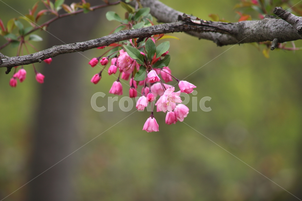 꽃사과나무,꽃아그배나무,서부해당화,꽃,봄,hallcrabapple,식물,자연,plants,nature,꽃,flower