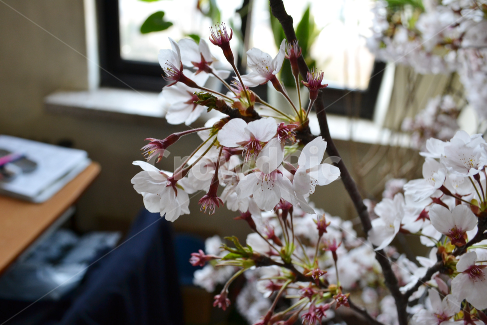 벚꽃,봄,교실,꽃,학교,school,spring,cherryblossom,classroom,창문,window,식물,자연,plants,nature,꽃,flower