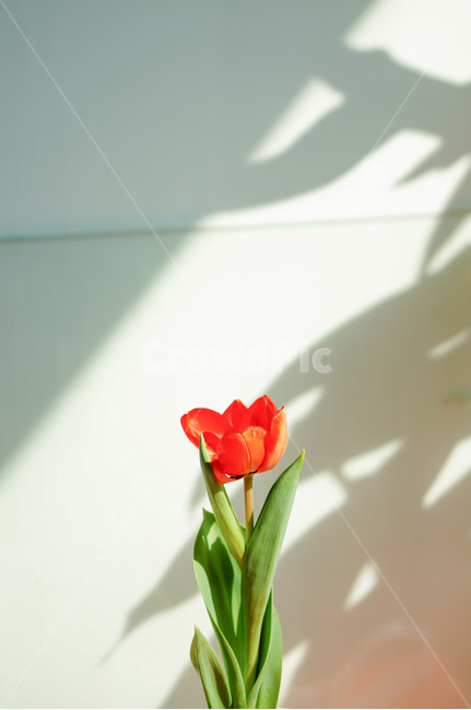 식물,꽃,blossom,plant,flower,튤립,빨간꽃,red,tulip,그림자,shadow,심플,simple,분위기,mood