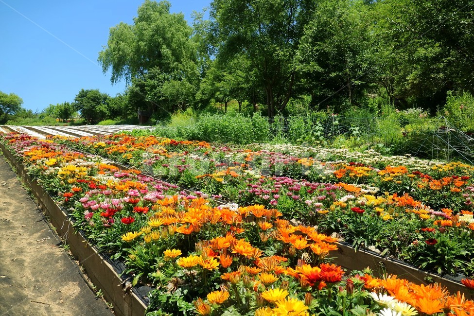 연천,허브마을,꽃,자연,풍경,산,풀,꽃축제,허브,하늘,시골,식물,자연,plants,nature,꽃,flower