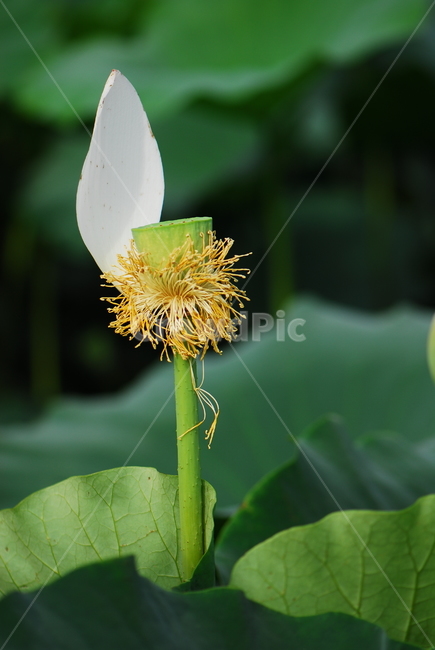 꽃,연꽃,관곡지,불교,여름,식물,자연,plants,nature,꽃,flower