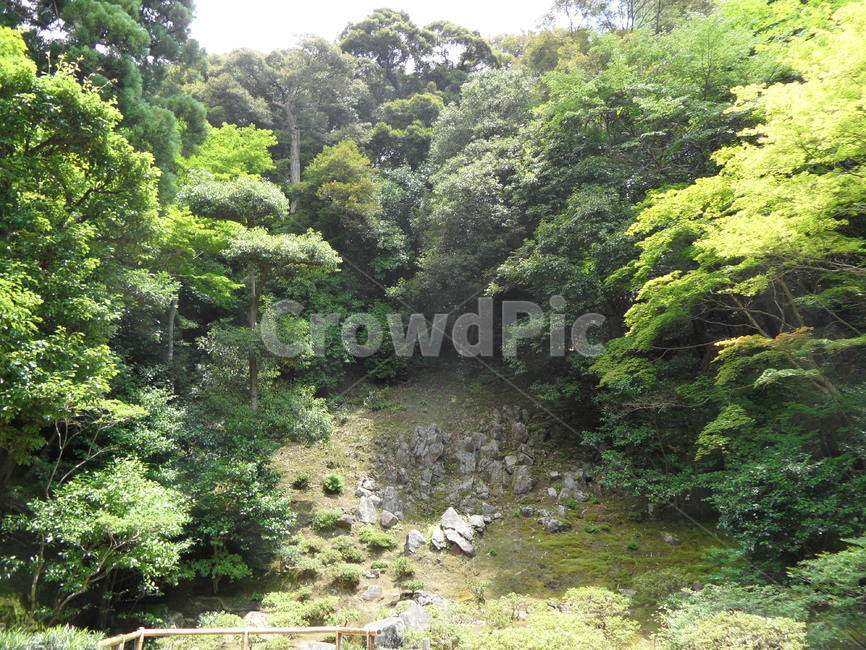 나무,산,바위,자연,풍경,자연,풍경,nature,landscape,vegetation,초목,plant,식물,outdoors,옥외,land,땅,tree,rainforest,열대 우림,jungle,밀림,water,물