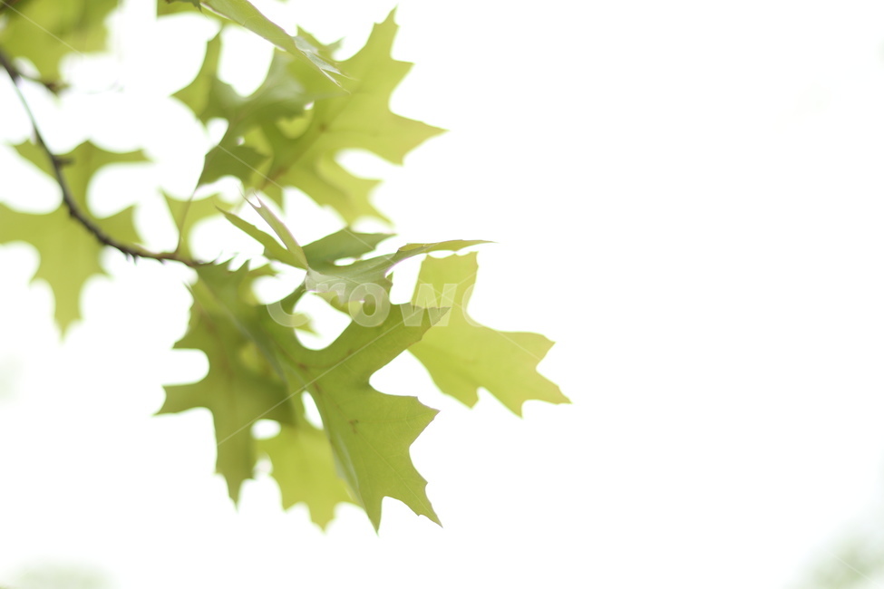 플라타너스,연두,가로수,봄,흐림,식물,자연,plants,nature,누끼,remove background