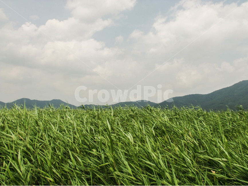 풍경,자연,힐링,바람,순천만,자연,풍경,nature,landscape,field,들,outdoors,옥외,grassland,목초지