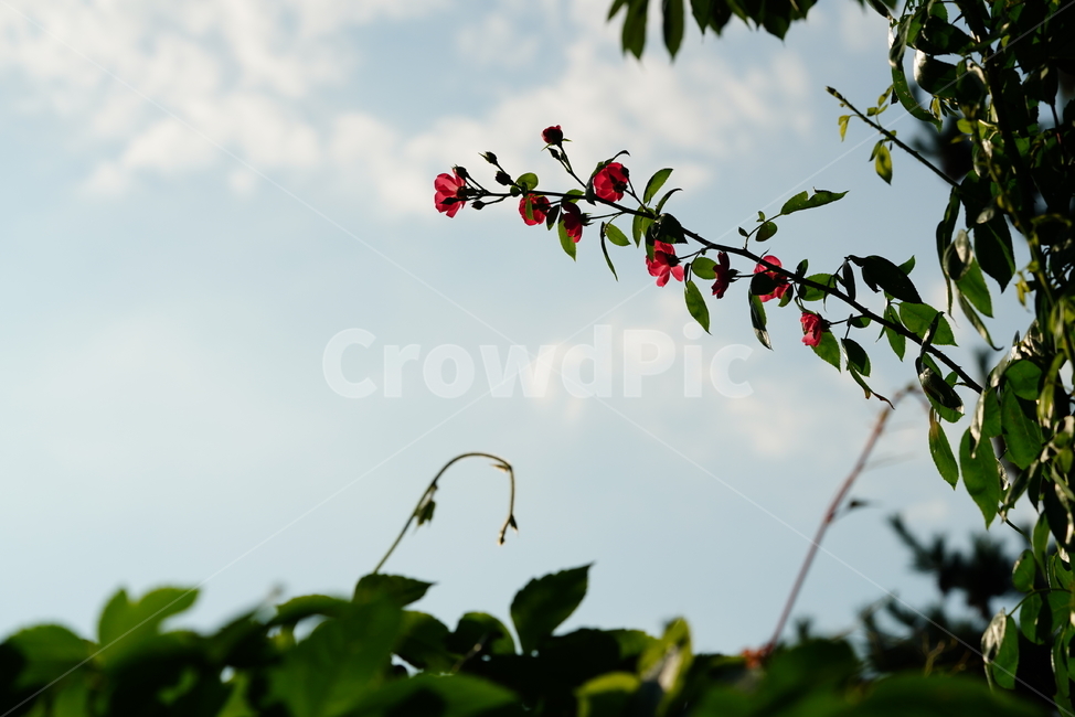 꽃,플라워,색감,식물,생명,생물,flower,컬러,plant,잎,하늘,구름,식물,자연,plants,nature,꽃,flower