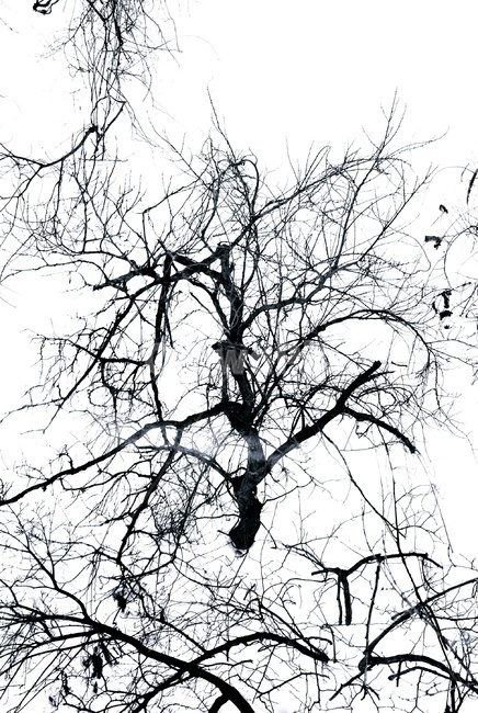 설악산,설산,겨울,나무,외로움,seoraksan,snowmountain,winter,tree,lonely,식물,자연,plants,nature,나무,trees,wood,실루엣,그림자,silhouette,shadow