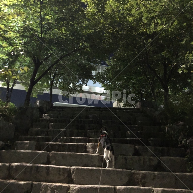 staircase,계단,slate,강아지,dog