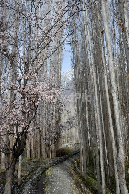 꽃,나무,식물,자연,풍경,봄,자연,풍경,nature,landscape,plant,tree,tree trunk,나무 줄기