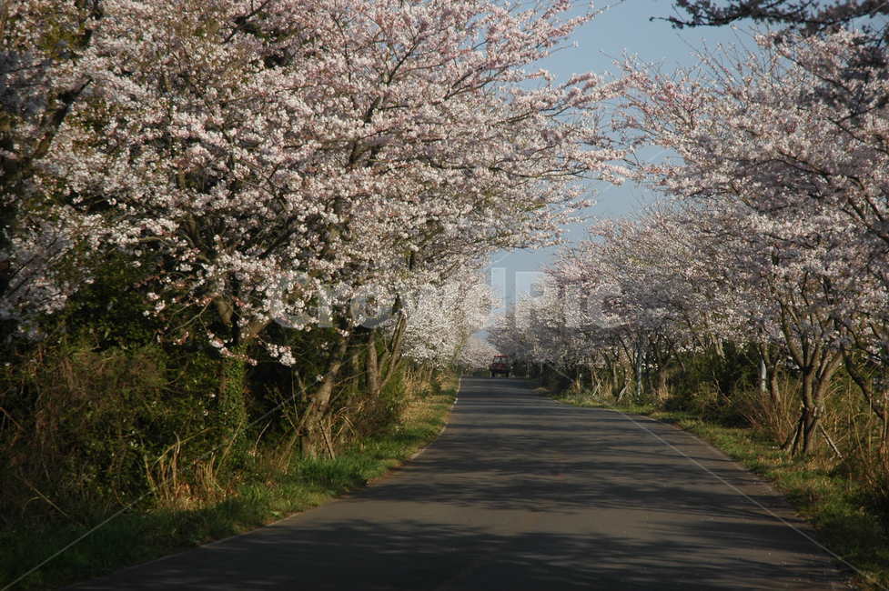 제주도,벚꽃,벚꽃길,꽃,신풍리,봄,계절,spring,season,자연,풍경,nature,landscape,plant,식물,flower,blossom