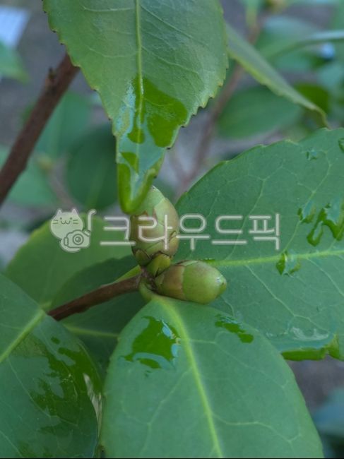 pollen,flower bud,dew,morning dew,bud,bud,flower bud