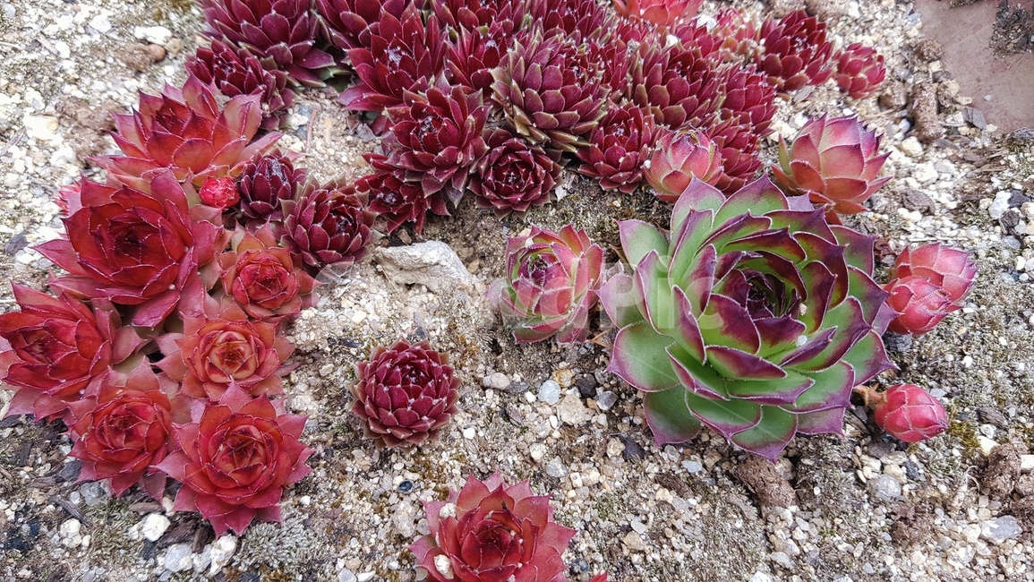 다육이,다육식물,에케베리아,선인장,succulent,식물,자연,plants,nature,꽃,flower