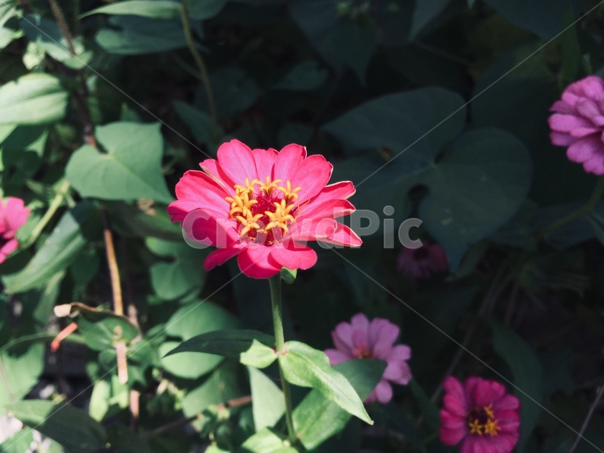 식물,꽃,분홍,flower,여름꽃,식물,자연,plants,nature,꽃,flower