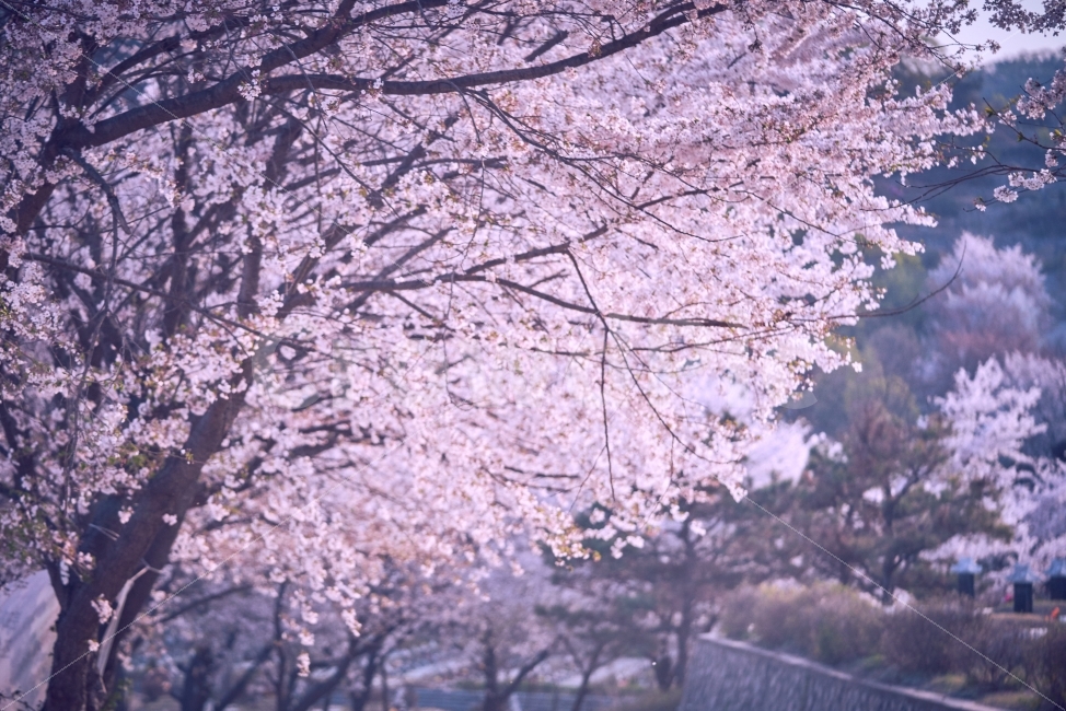 벚꽃,봄,분홍색,분홍꽃,꽃,벚꽃나무,인천가족공원,봄,계절,spring,season,식물,자연,plants,nature,꽃,flower,감성,sensible,feeling,색깔,색상,색채,색감,color sense,color sensitivity,feeling of color,plant,blossom