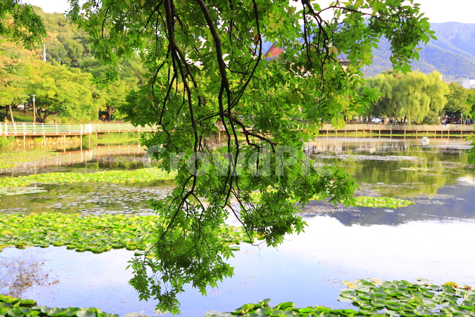물,water,nature,자연,outdoors,land,plant,땅,식물,tree,나무,pond,연못