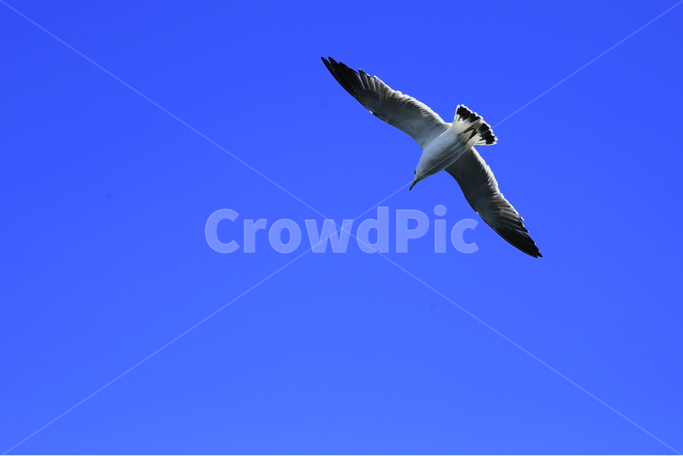 갈매기,역광,파란하늘,자유,꿈,동물,animal,조류,새,birds