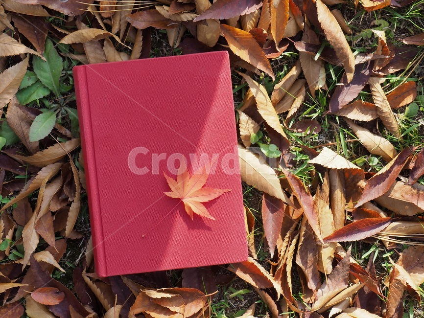 책,낙엽,단풍,잎,배경,도서,가을,빨간,자연,빨강색책,독서,book,deciduous,maple,leaf,background,books,autumn,red,nature,redbook,reading,가을,계절,fall,autumn,season,plant,식물,tree,나무