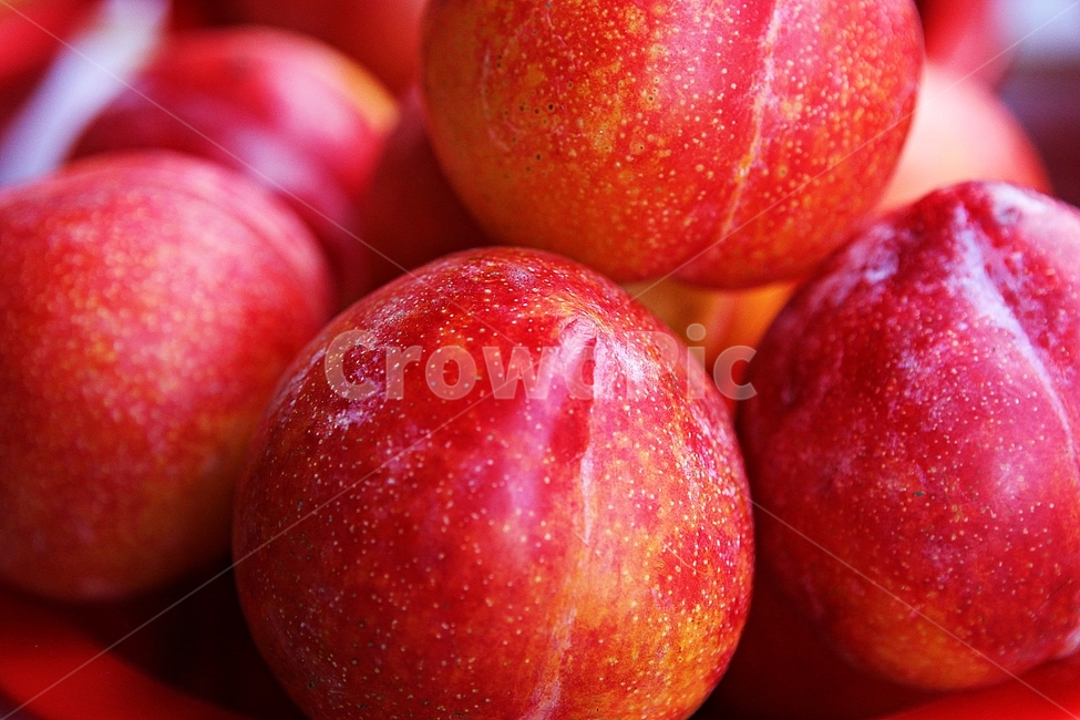 자두,빨강,수확,싱싱한,과일,음식,식재료,요리,먹거리,가을,추수,과일,열매,fruit