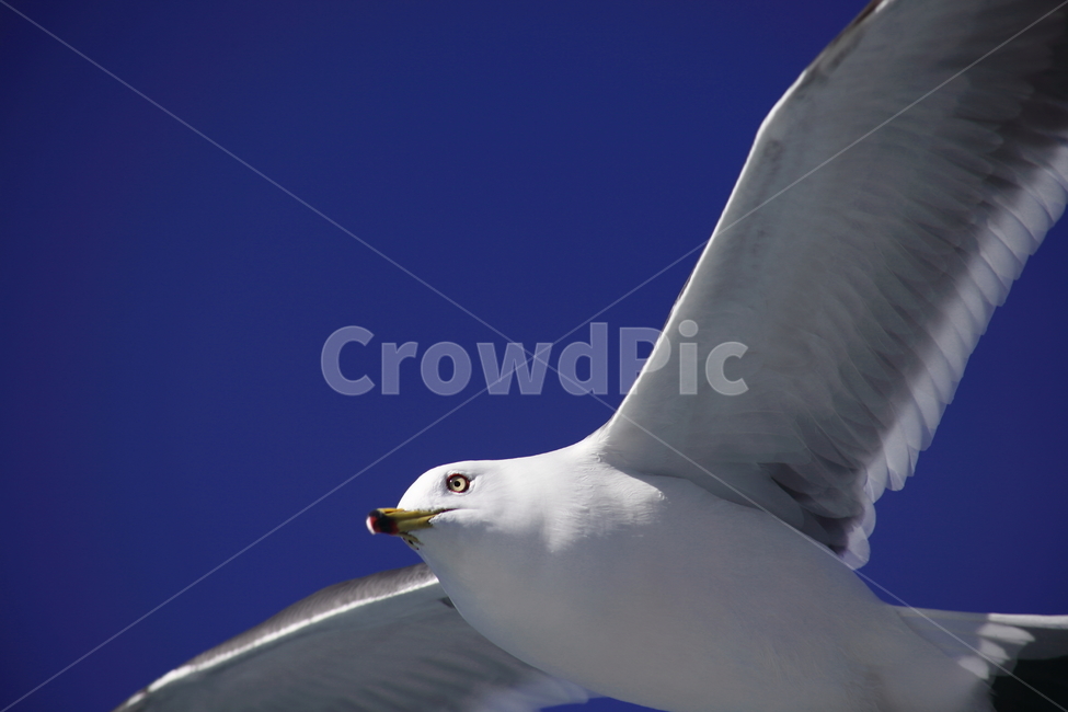 갈매기,바다새,대형조류,commongull,mewgull,laruscrassirostris,괭이갈매기,동물,animal,조류,새,birds