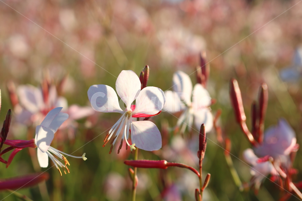 꽃,가우라,분홍바늘꽃,식물,자연,가우라꽃,분홍꽃,식물,자연,plants,nature,꽃,flower