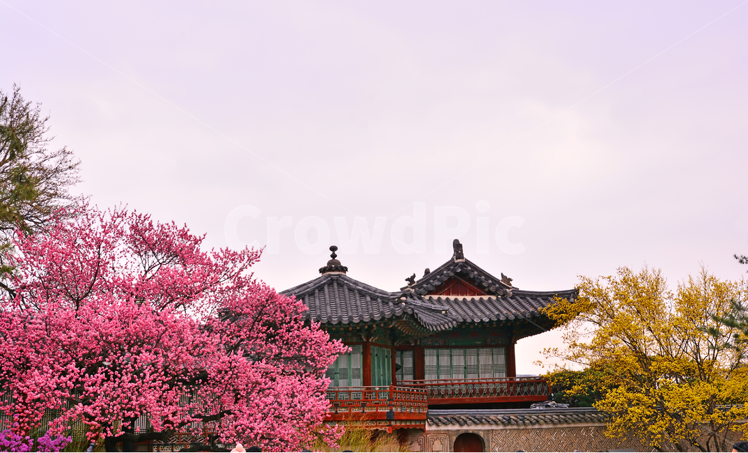 한국전통,고궁,봄풍경,봄꽃,창덕궁,봄배경,바탕,백그라운드,traditional,korean,spring,flowers,background,기와집,궁궐,조선시대,서울,명소,건축물,돌담,전통,보존,왕,집,하우스,house,ancientpalace,분홍색꽃,봄,시즌,계절,봄,계절,spring,season,한국전통,한국문화,korean traditional,korean culture,랜드마크,landmark,tourist attraction,한국랜드마크,한국관광지,한국명소,korea landmark,korea tourist attraction,건축물,건물외관,exterior,building,structure,architecture,construction,건물,temple,신전