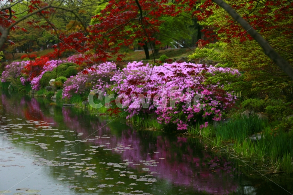 flower,꽃,봄,반영,호수,철쭉,식물,자연,plants,nature,꽃,flower