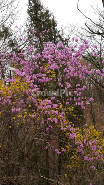 나무,봄,진달래,분홍,꽃,분홍꽃,거리,숲,만개,개나리,식물,자연,plants,nature,꽃,flower