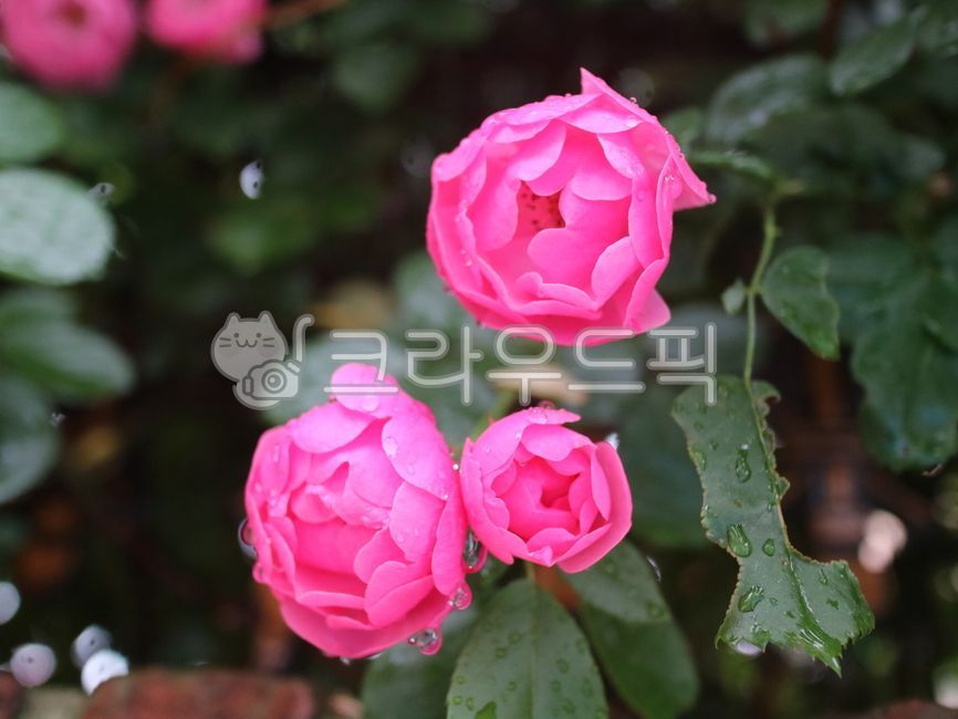 Chinese rose,pink rose,plant,Rose,rose,flower