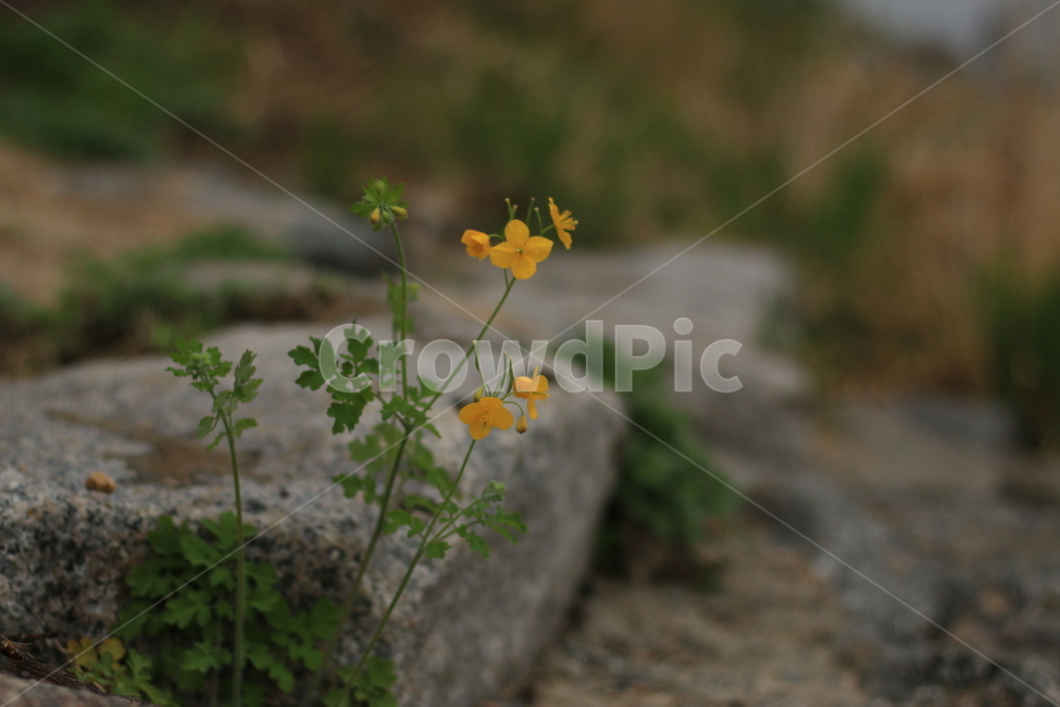 꽃,풀,돌,갈대,모래,산책,flower,grass,rock,send,reed,walk,식물,자연,plants,nature,꽃,flower