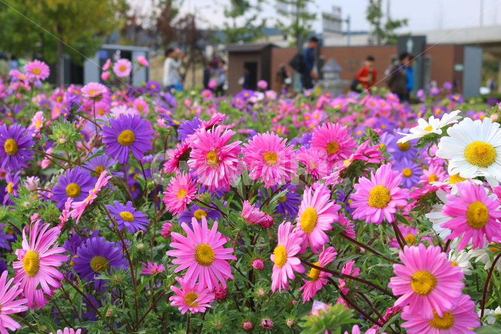 꽃,과꽃,국화과,식물,자연,취국,벽남국,추모란,식물,자연,plants,nature,꽃,flower