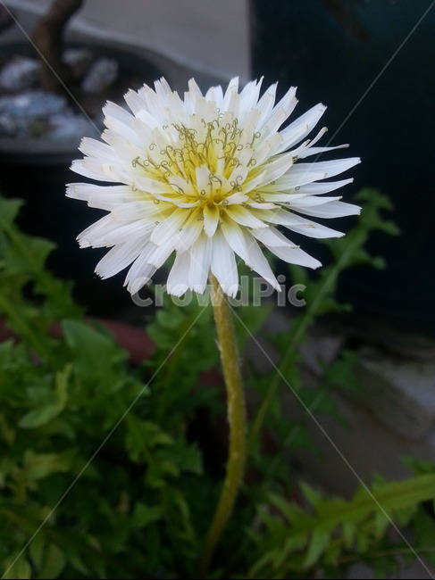 민들레꽃,꽃,행복,흰색민들레,봄,식물,자연,plants,nature,꽃,flower