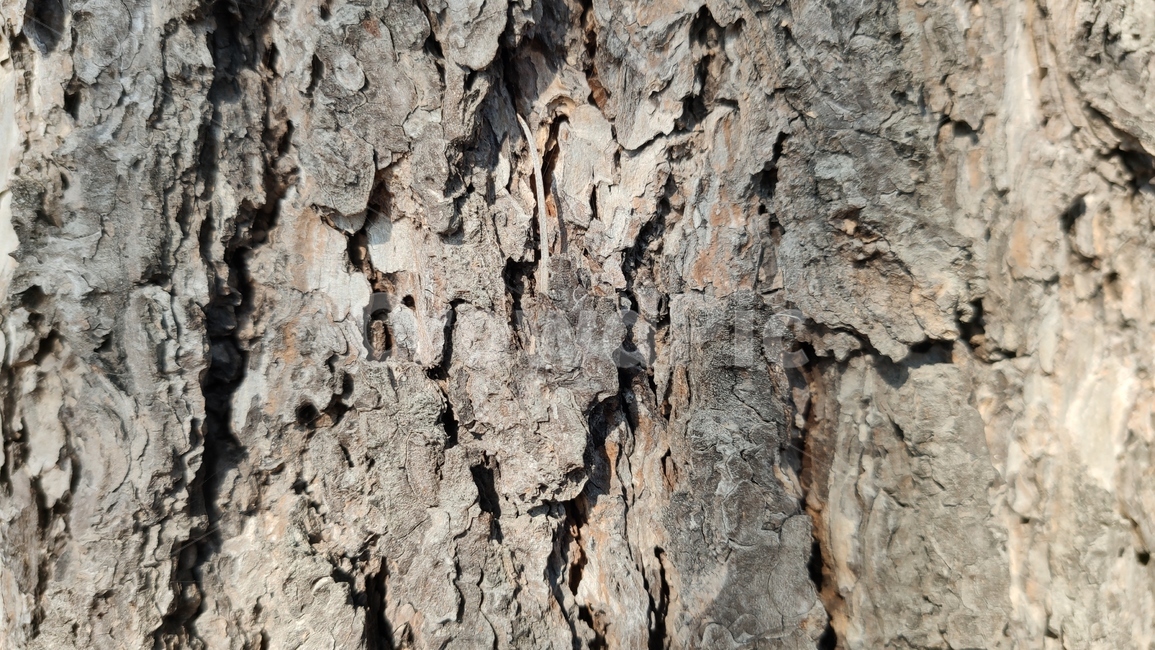 나무껍질,나무질감,식물,나무,plant,tree,bark,woodtexture,식물,자연,plants,nature,나무,trees,wood,텍스처,질감,패턴,texture,pattern