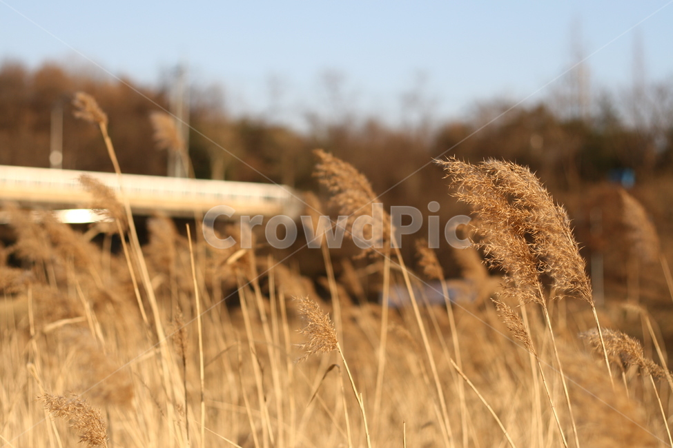 식물,plant,갈대,풍경,grass,잔디,가을,계절,fall,autumn,season