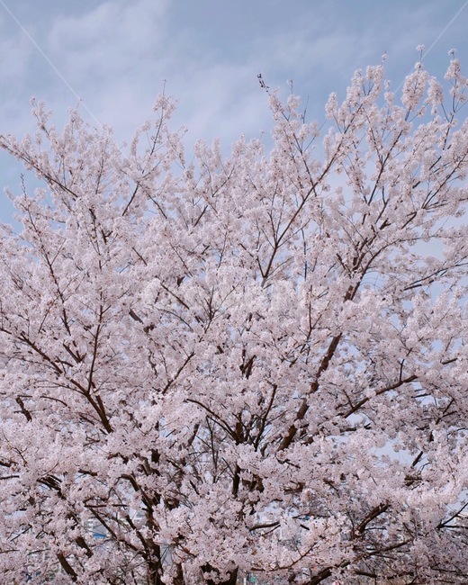 봄,벚꽃,사쿠라,spring,flower,봄,계절,spring,season,식물,자연,plants,nature,꽃,flower,나무,trees,wood,감성,sensible,feeling,plant,blossom