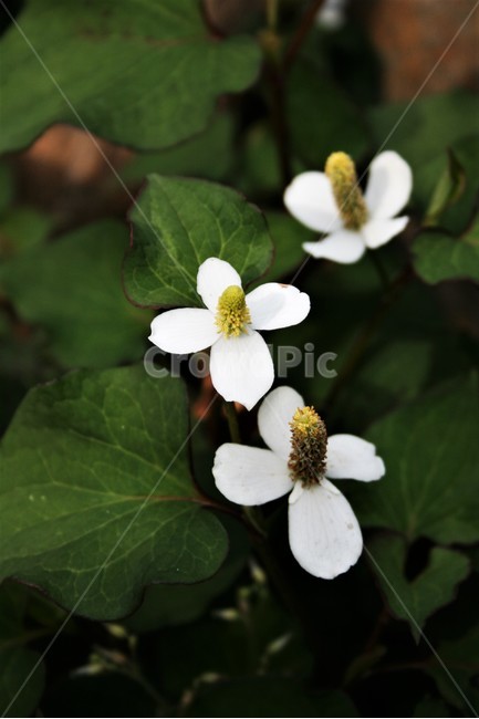 약모밀,어성초,삼백초과,여러해살이풀,야생화,약초,식물,자연,plants,nature,꽃,flower