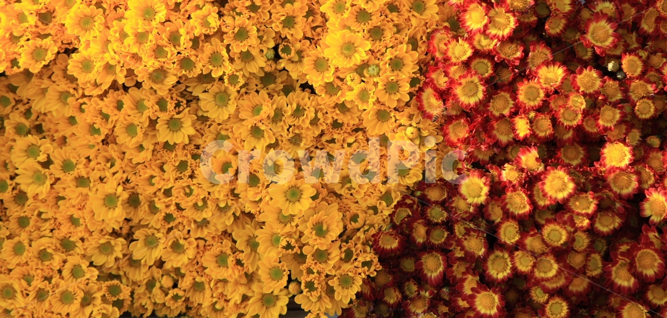 국화,꽃,여행,자연,풍경,식물,자연,plants,nature,꽃,flower