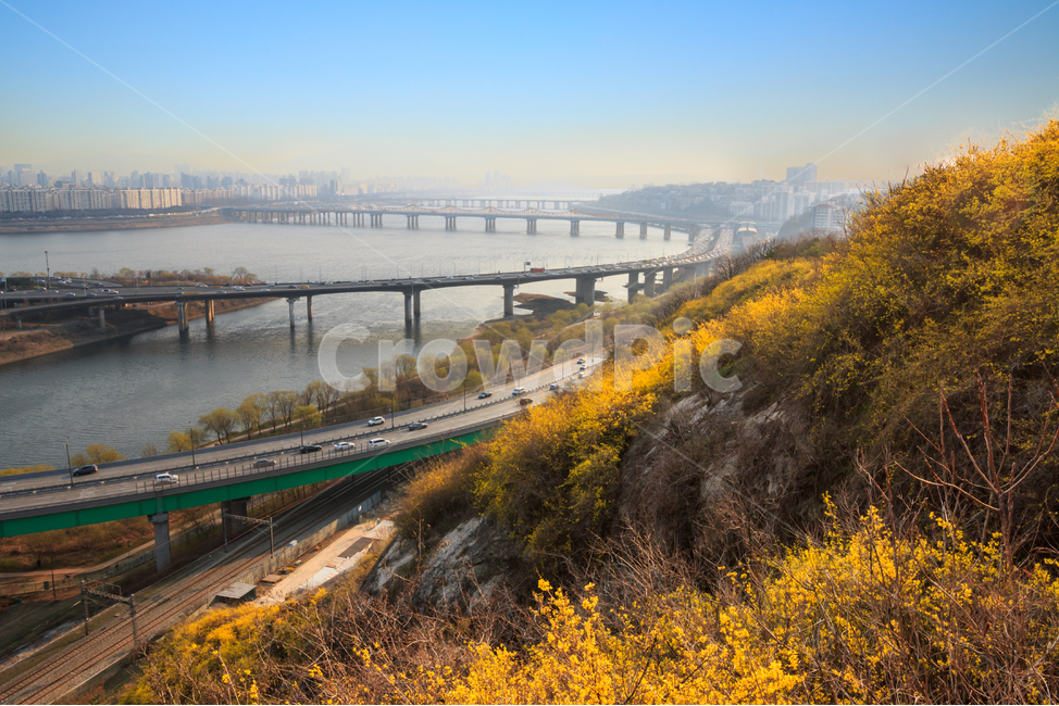 개나리,서울,응봉산,한강,봄,봄날,봄꽃,노란색,강변북로,강,강변,강가,도로,차도,고속도로,봄풍경,경치,풍경,황사,미세먼지,다리,대교,대기오염,환경,환경오염,도시,꽃잎,건물,빌딩,봄,계절,spring,season,도시,풍경,city,landscape,한국도시풍경,한국도시경관,korea cityscape,교통,교통수단,traffic,transportation,road